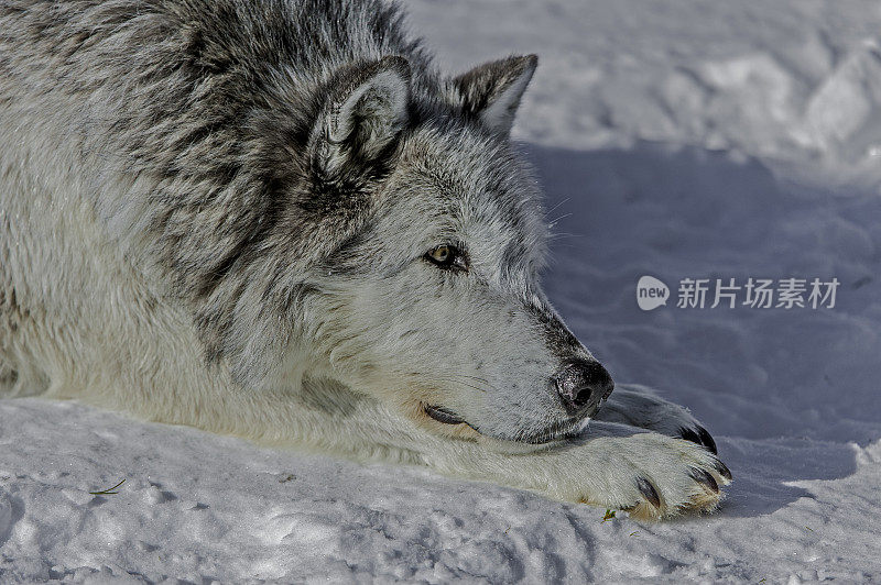 灰狼或灰狼(Canis lupus)是一种原产于北美荒野和偏远地区的犬科动物。